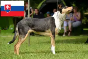 Read more about the article Collie crescători și căței în Slovacia