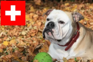 Read more about the article Crescători de Bulldog Continental și căței în Elveția