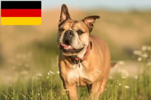 Read more about the article Crescători de Bulldog Continental și căței în Germania