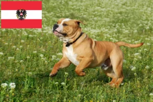 Read more about the article Crescători de Bulldog Continental și căței în Austria