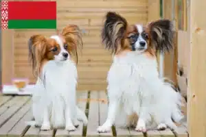 Read more about the article Continental Dwarf Spaniel Breeder și cățeluși în Belarus