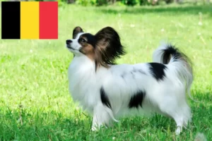 Read more about the article Continental Dwarf Spaniel crescător și căței în Belgia