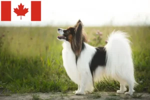 Read more about the article Continental Dwarf Spaniel Breeder și cățeluși în Canada