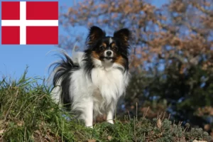 Read more about the article Continental Dwarf Spaniel Breeder și cățeluși în Danemarca