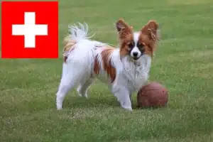 Read more about the article Continental Dwarf Spaniel crescători și căței în Elveția