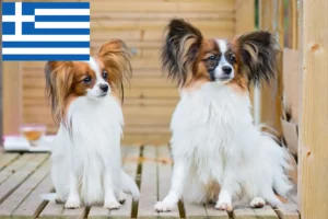 Read more about the article Continental Dwarf Spaniel Breeder și căței în Grecia