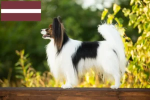 Read more about the article Continental Dwarf Spaniel Breeder și cățeluși în Letonia