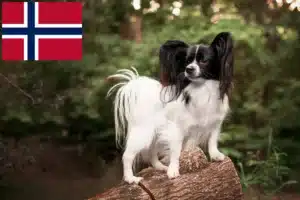 Read more about the article Continental Dwarf Spaniel Breeder și cățeluși în Norvegia