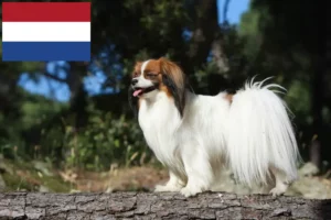 Read more about the article Continental Dwarf Spaniel crescător și căței în Olanda