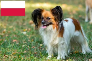Read more about the article Continental Dwarf Spaniel Breeder și căței în Polonia