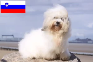 Read more about the article Coton de Tuléar crescători și căței în Slovenia