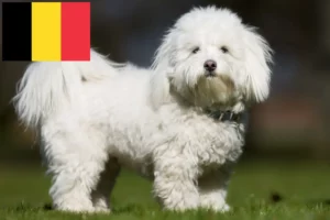 Read more about the article Coton de Tuléar crescători și căței în Belgia