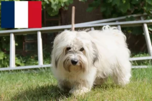 Read more about the article Coton de Tuléar crescători și căței în Franța