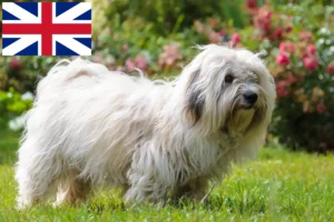 Read more about the article Coton de Tuléar crescători și căței în Marea Britanie