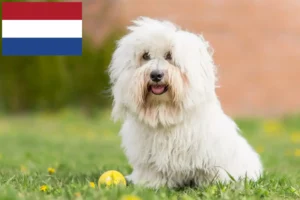 Read more about the article Coton de Tuléar crescători și căței în Olanda
