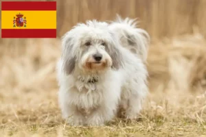 Read more about the article Coton de Tuléar crescători și căței în Spania