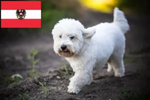 Read more about the article Coton de Tuléar crescători și căței în Austria