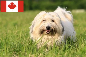 Read more about the article Coton de Tuléar crescători și căței în Canada