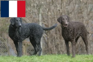 Read more about the article Curly Coated Retriever crescători și căței în Franța