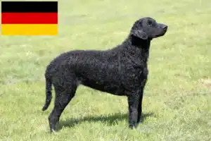 Read more about the article Curly Coated Retriever crescători și căței în Germania