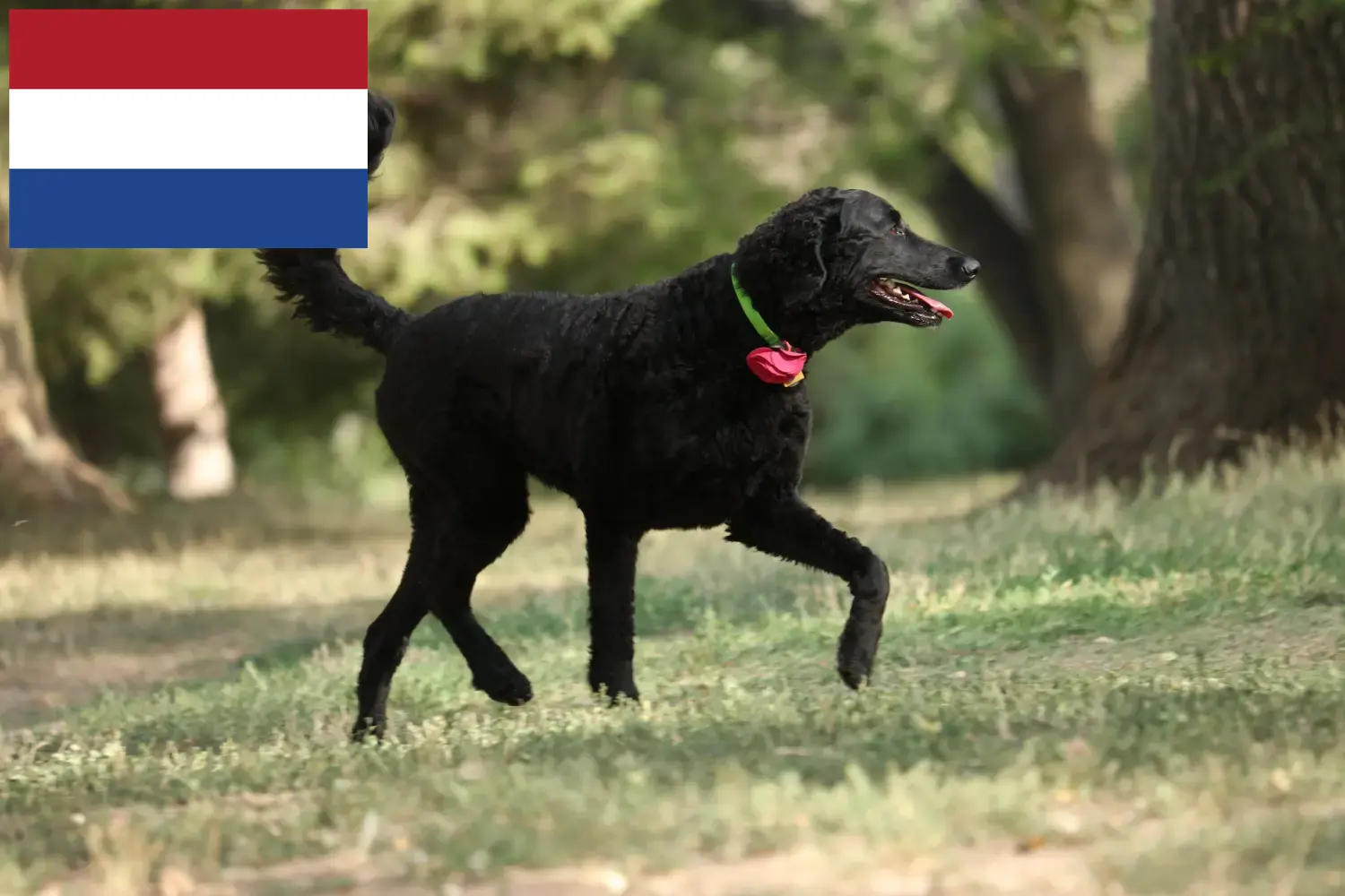Curly Coated Retriever căței și crescători Olanda Aici puteți găsi crescătorii de Retriever cu părul creț din Olanda.