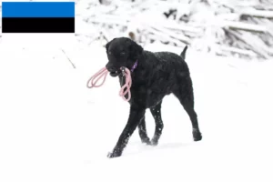 Read more about the article Curly Coated Retriever crescători și căței în Estonia