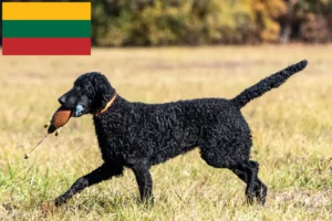 Read more about the article Curly Coated Retriever crescători și căței în Lituania