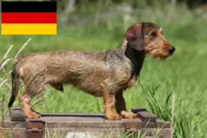 Read more about the article Dachshund crescători și căței în Germania