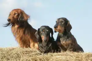 Read more about the article Dachshund breeder