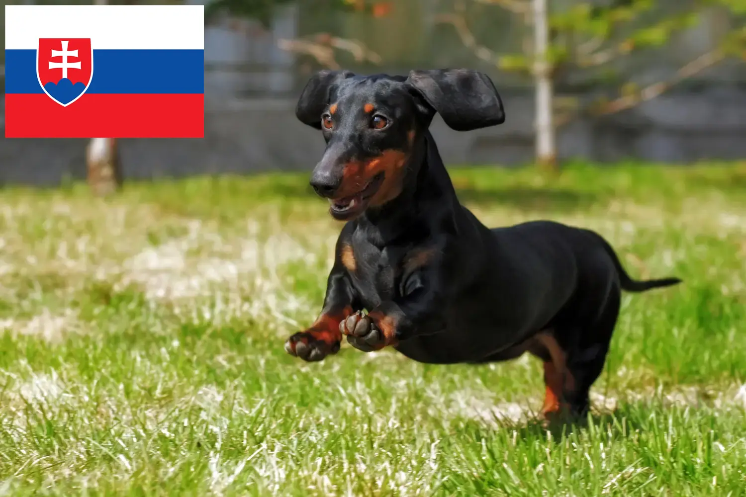 Dachshund cățeluși și crescători Slovacia Aici puteți găsi crescători de Teckel în Slovacia.