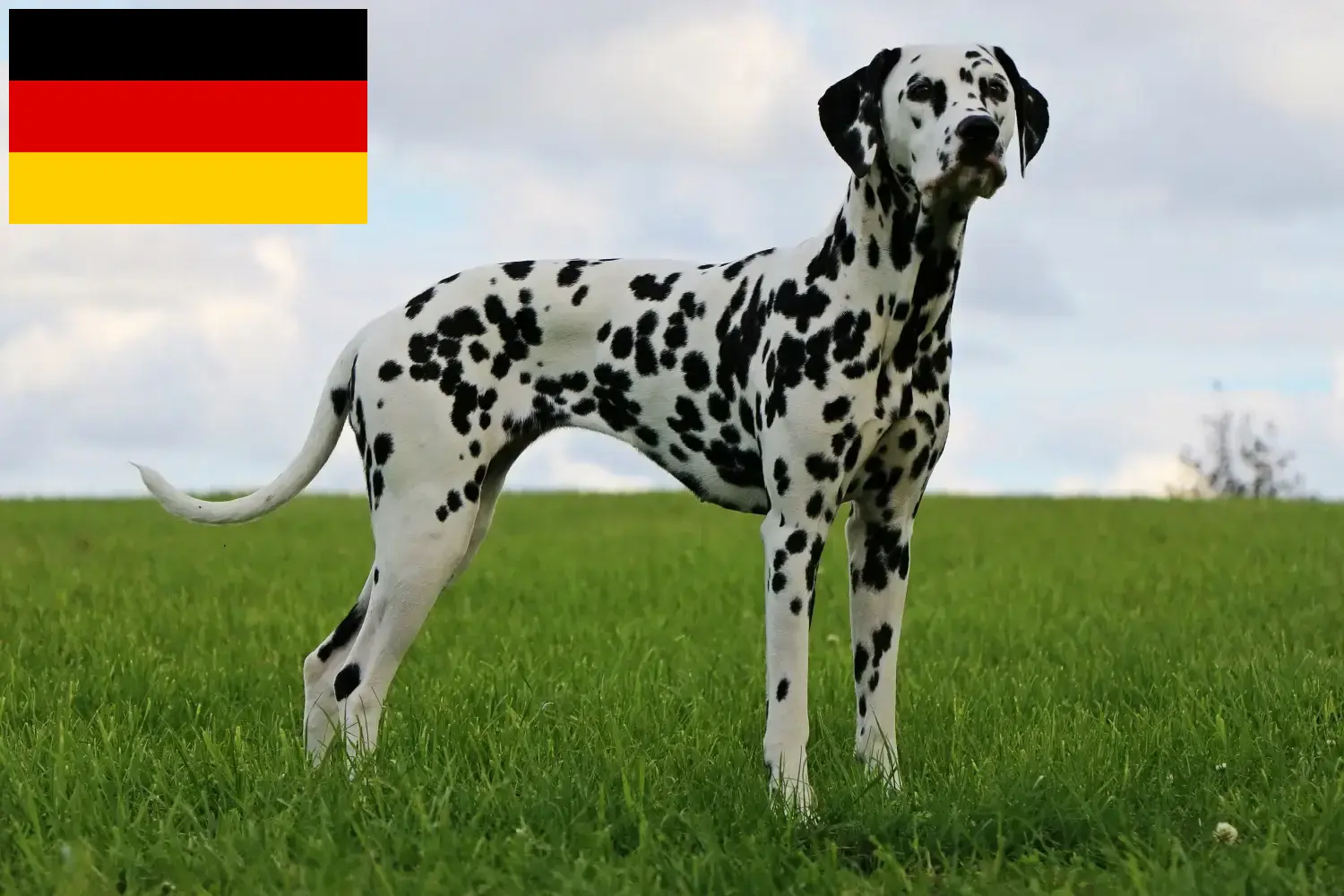 Dalmațian căței și crescători Germania Aici puteți găsi crescători de Dalmațieni în Germania.