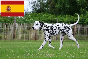 Read more about the article Dalmațieni crescători și căței în Spania
