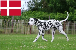 Read more about the article Crescători de Dalmațieni și căței în Danemarca