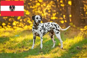 Read more about the article Crescători de Dalmațieni și căței în Austria