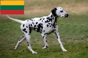 Read more about the article Crescători de Dalmațieni și căței în Lituania