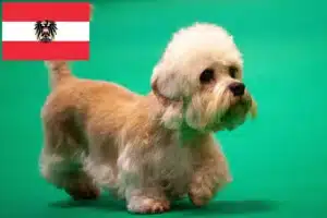 Read more about the article Dandie Dinmont Terrier crescători și căței în Austria