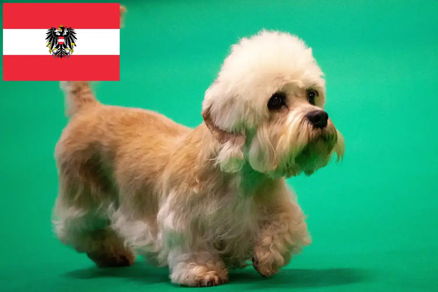 Read more about the article Dandie Dinmont Terrier crescători și căței în Austria