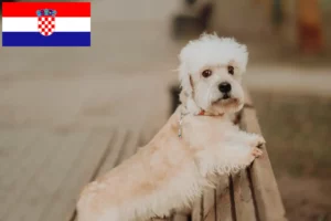 Read more about the article Dandie Dinmont Terrier crescători și căței în Croația