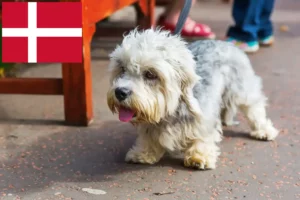 Read more about the article Dandie Dinmont Terrier crescători și căței în Danemarca