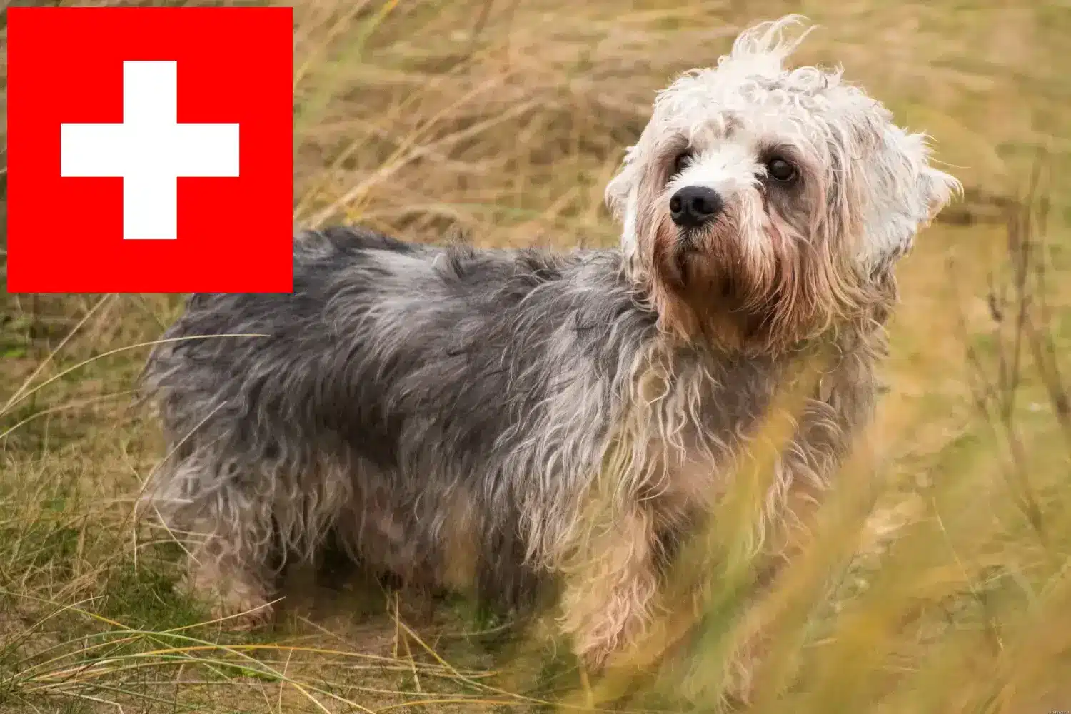 Dandie Dinmont Terrier căței și crescători Elveția Găsiți crescători de Dandie Dinmont Terrier în Elveția.