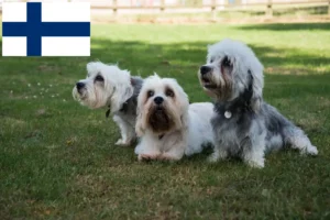 Read more about the article Dandie Dinmont Terrier crescători și căței în Finlanda