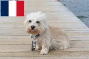 Read more about the article Dandie Dinmont Terrier crescători și căței în Franța