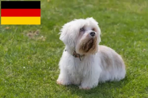 Read more about the article Dandie Dinmont Terrier crescători și căței în Germania