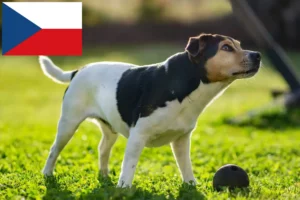Read more about the article Crescători de câini de fermă danezi-suedezi și căței în Republica Cehă