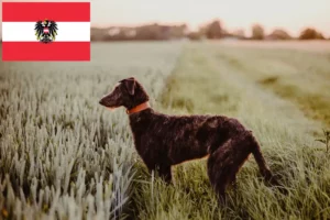 Read more about the article Crescători de Deerhound și căței în Austria