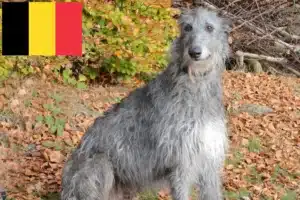 Read more about the article Crescători de Deerhound și căței în Belgia