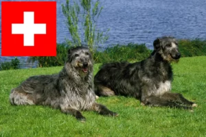 Read more about the article Crescători de Deerhound și căței în Elveția
