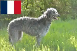 Read more about the article Crescători de Deerhound și căței în Franța