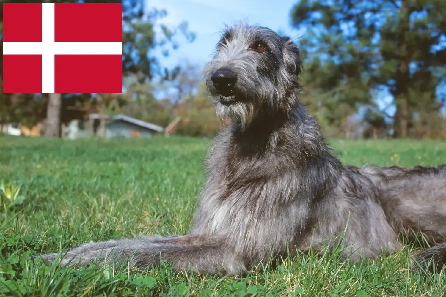 Deerhound căței și crescători Danemarca Aici puteți găsi crescători de Deerhounds în Danemarca.