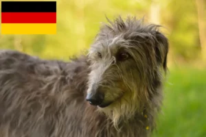Read more about the article Deerhound crescători și căței în Germania